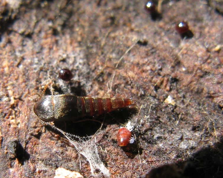 Zygentoma da det.? No, Sepedophilus sp. (Staphylinidae)